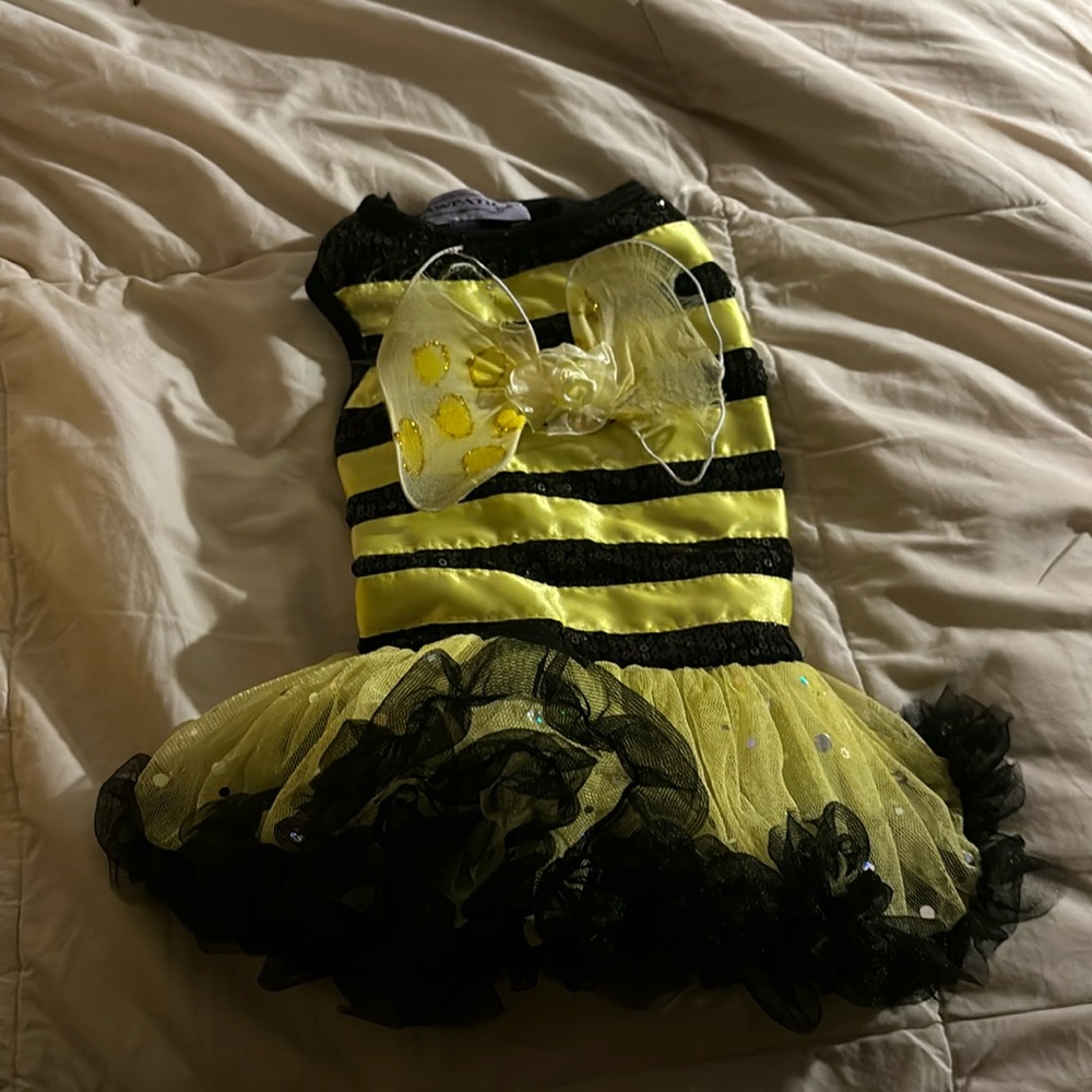 Bumblebee dog costume 🐝